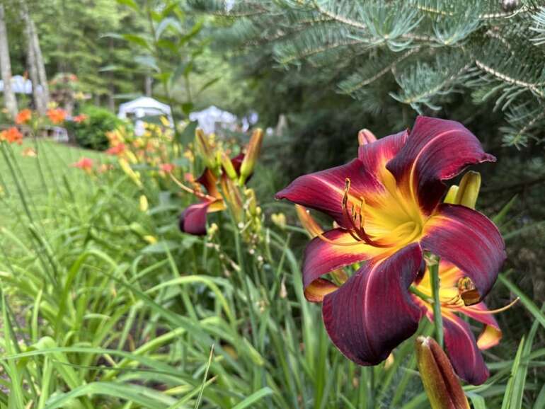 Lilyfest 2026: The Hocking Hills Art, Music, and Garden Festival 4 Deep burgundy daylily with a yellow throat, white festival tents in the garden behind