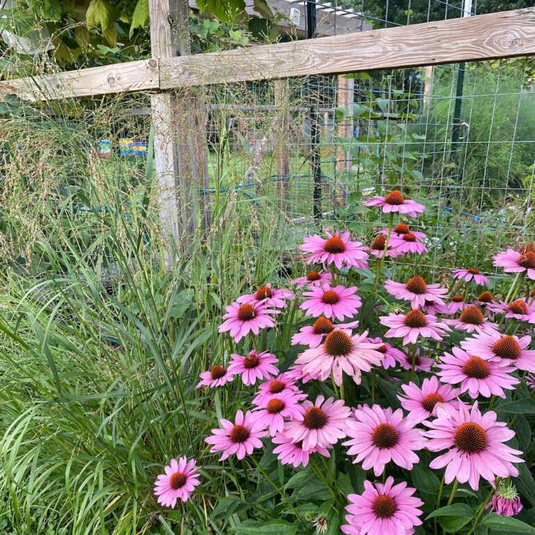 Turn Your Garden Into an Eco-Paradise with This Columbus Workshop 4 flowers in garden