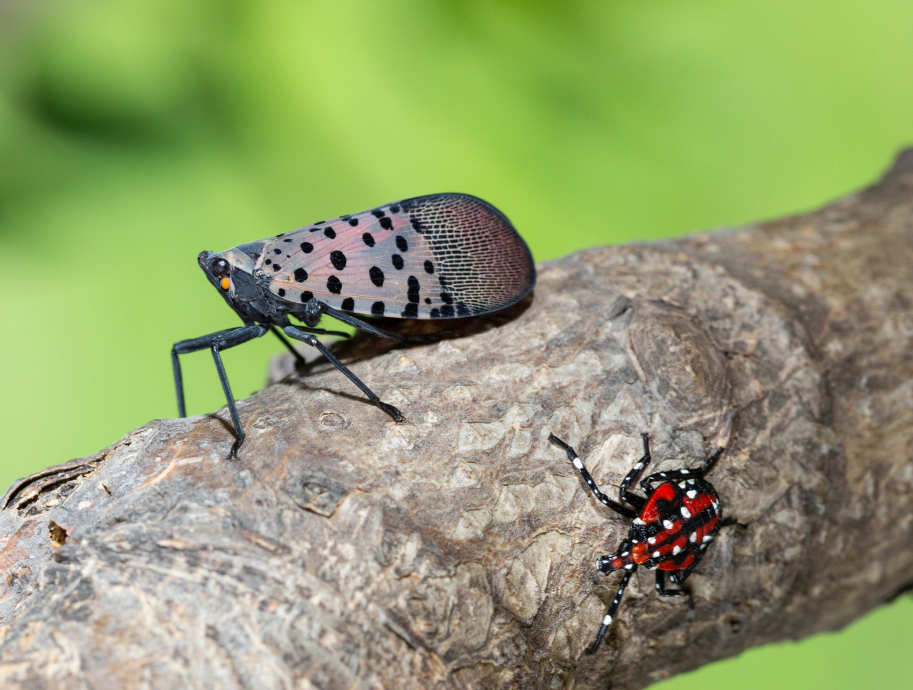 spotted lanternfly with nymph
