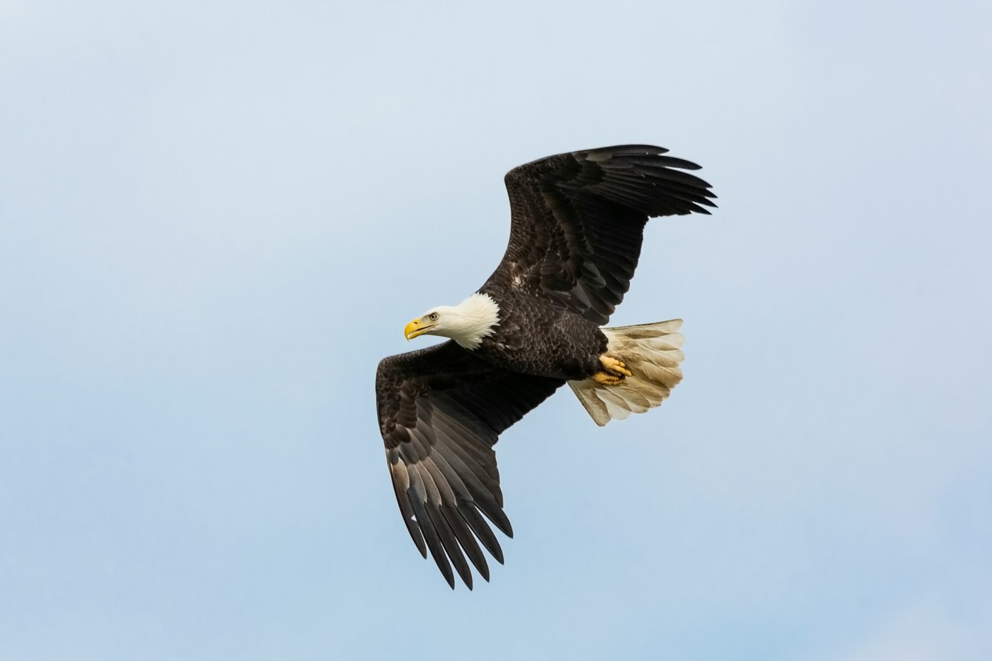 bald eagle flying