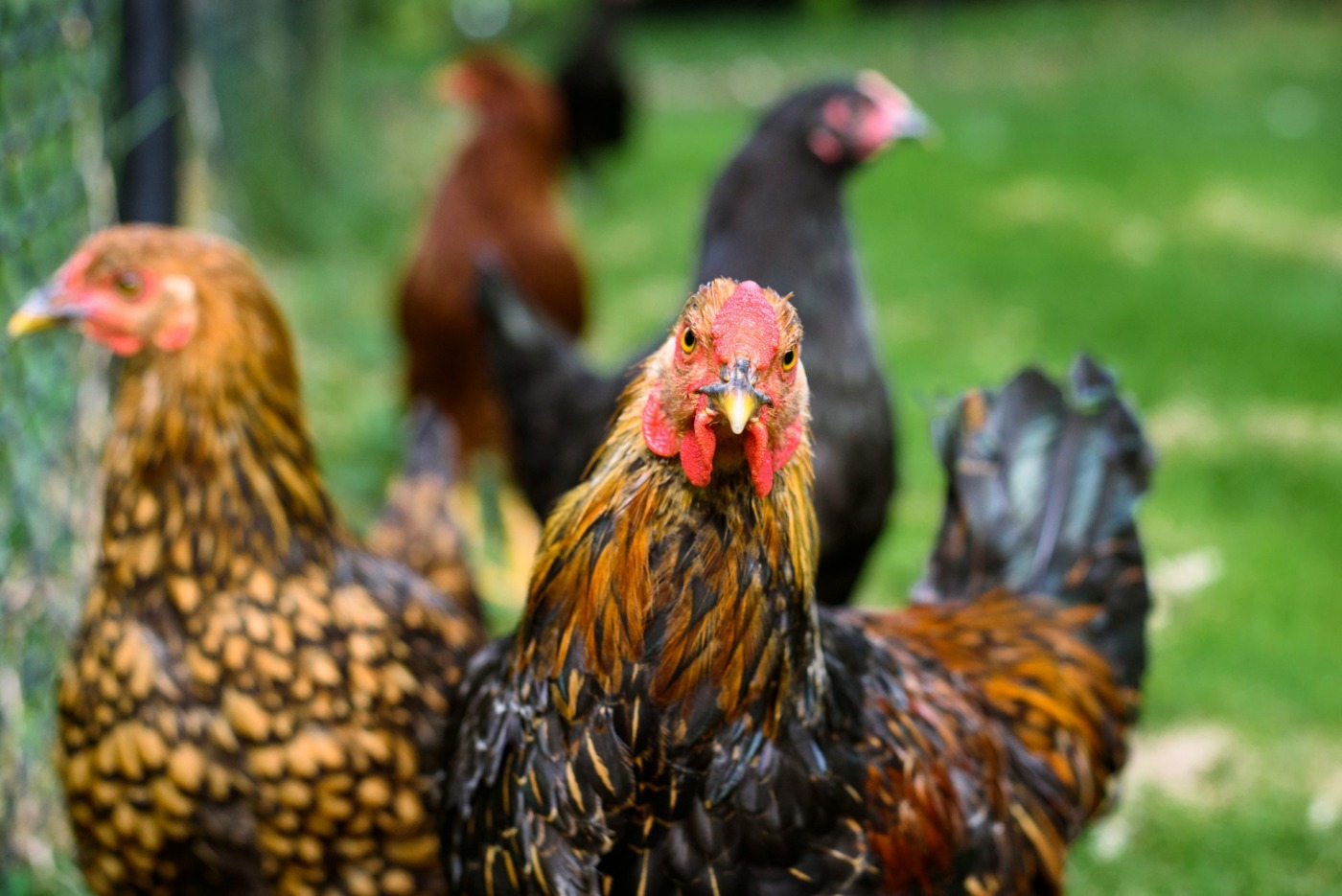 Ohio’s First Human Case of Bird Flu Reported: Here’s What You Need to Know flock of chickens