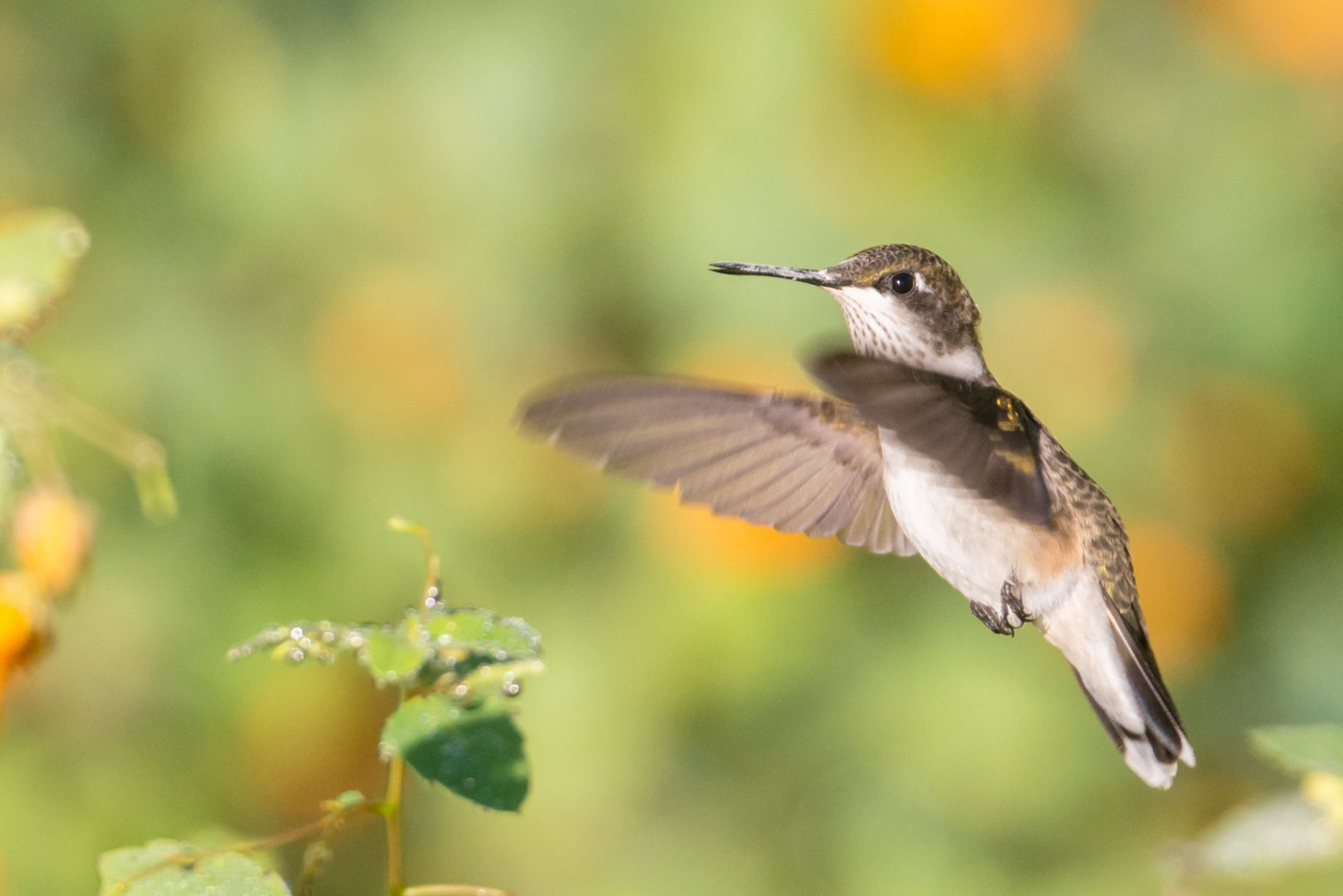 hummingbird hovering ohio