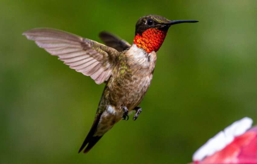 ruby throated humming bird flying