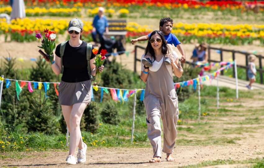 people walking in tulip field