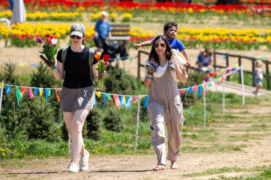 people walking in tulip field