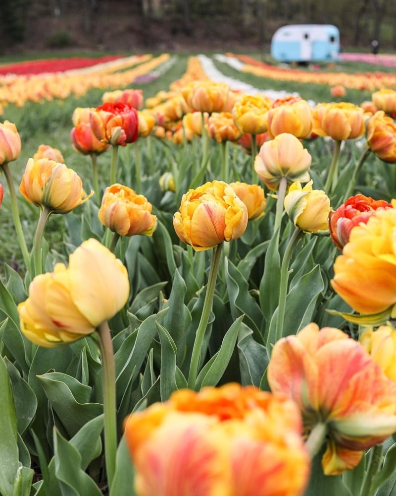 yellow and orange tulips