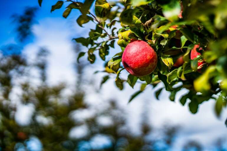 Apples, History, And A Whole Lot of Folklore: Inside the Johnny Appleseed Museum 5 Apple orchard 1