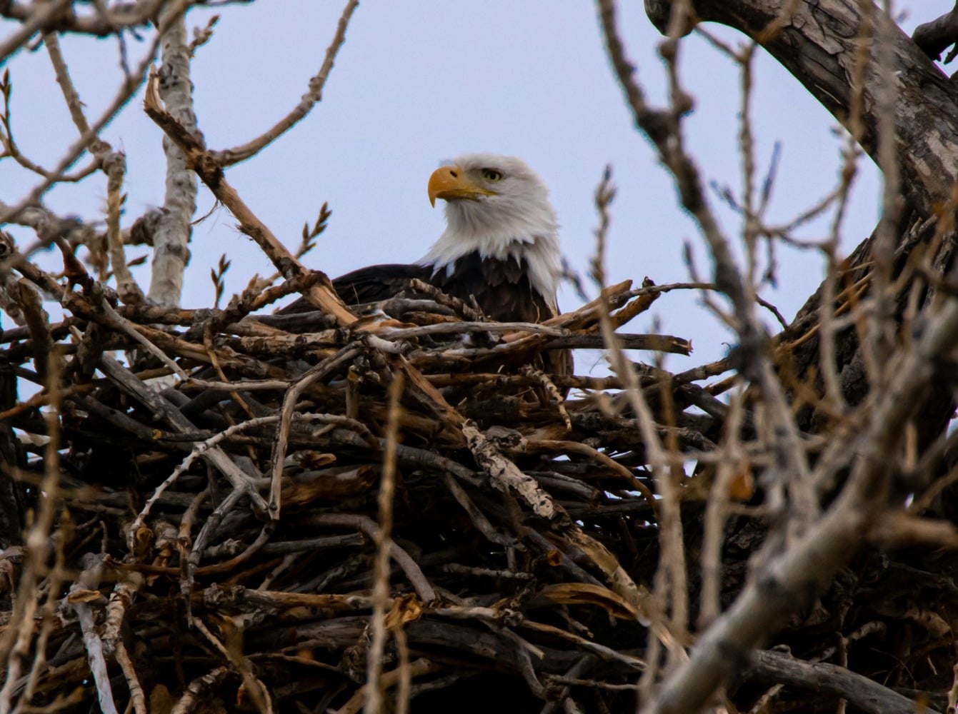 bald eagle nest