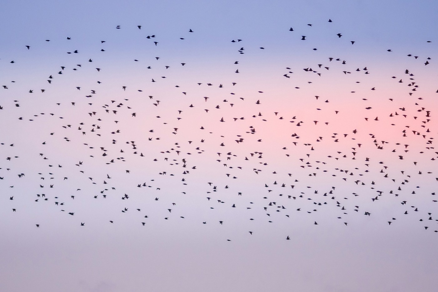 bird migration