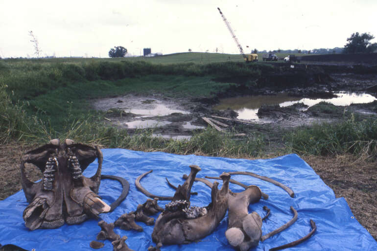 Central Ohio’s Ice Age Giant: The Story of the Burning Tree Mastodon 1 burning tree mastadon
