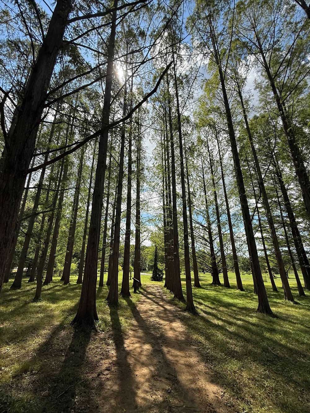 Dawes Arboretum Is The Day Trip For Anyone Looking For A Little Magic In Their Life 1 light peaking through trees at dawes arboretum