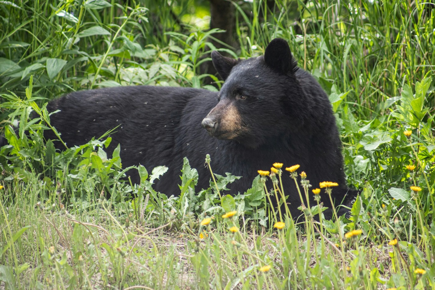 black bear in grass