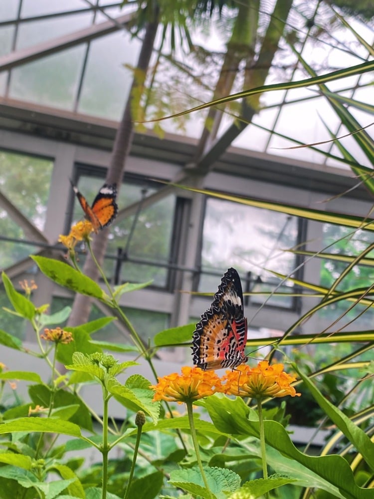 franklin park conservatory butterflies