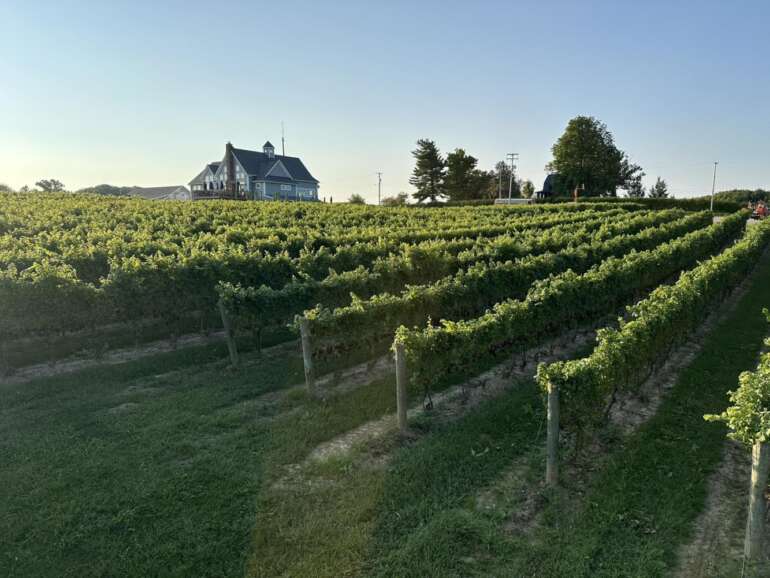 M cellars vineyard 1