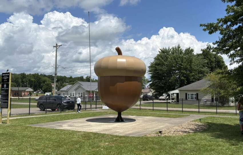 worlds largest acorn