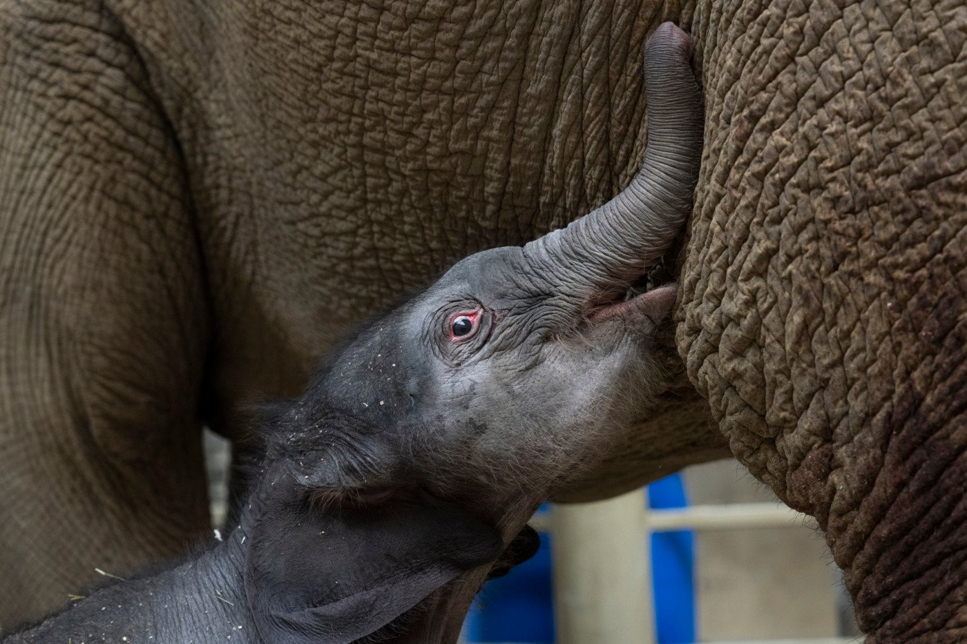 baby asian elephant