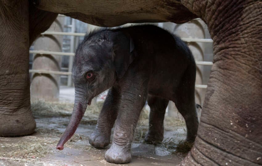 baby asian elephant