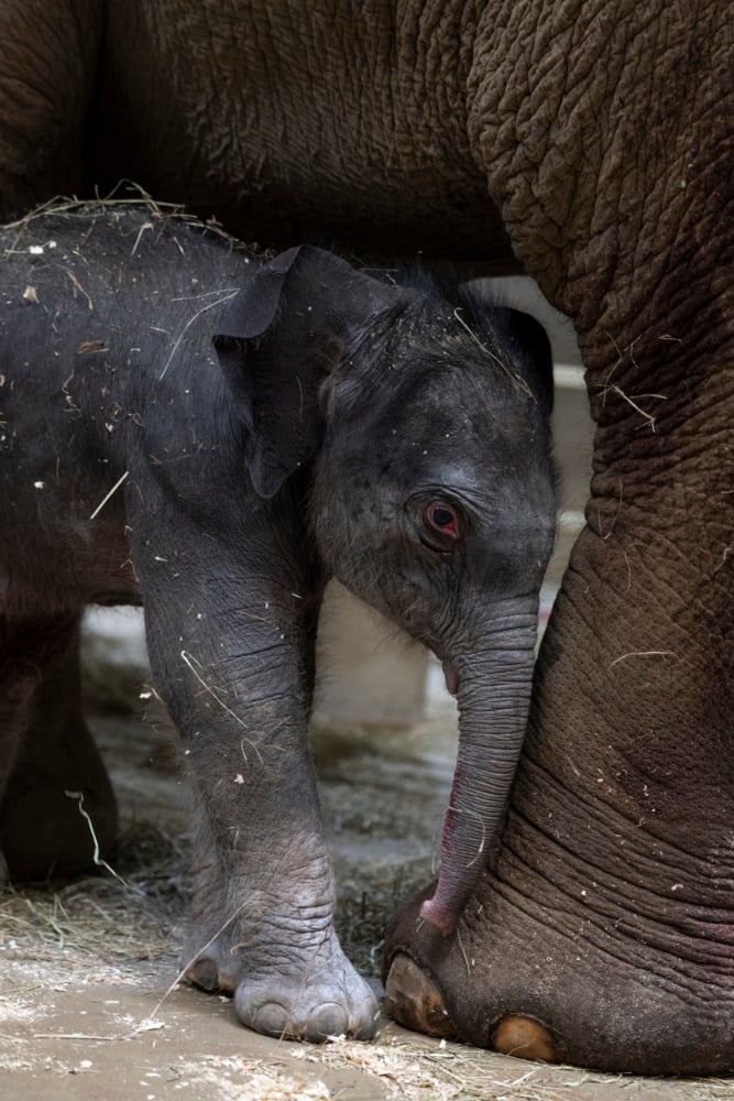 baby asian elephant