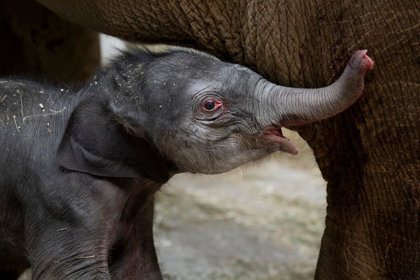 baby asian elephant