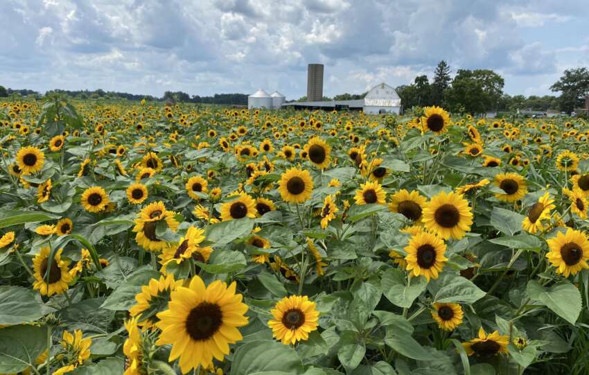 circle s farms sunflowers