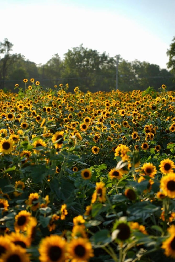 circle s farms sunflowers
