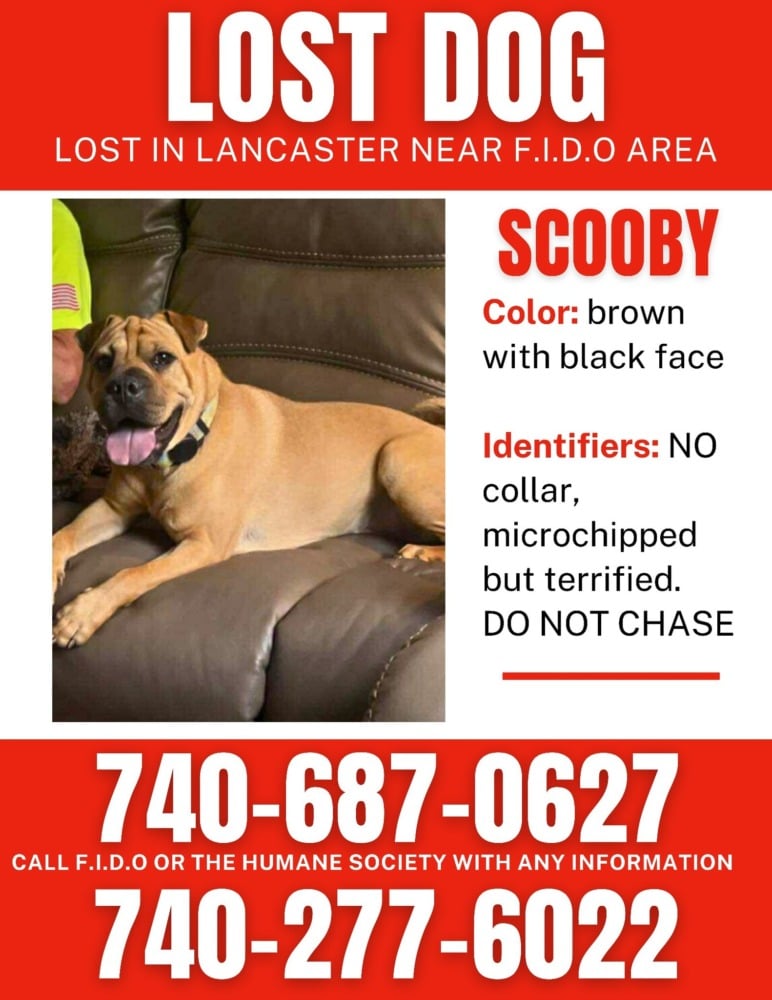 lost dog scooby