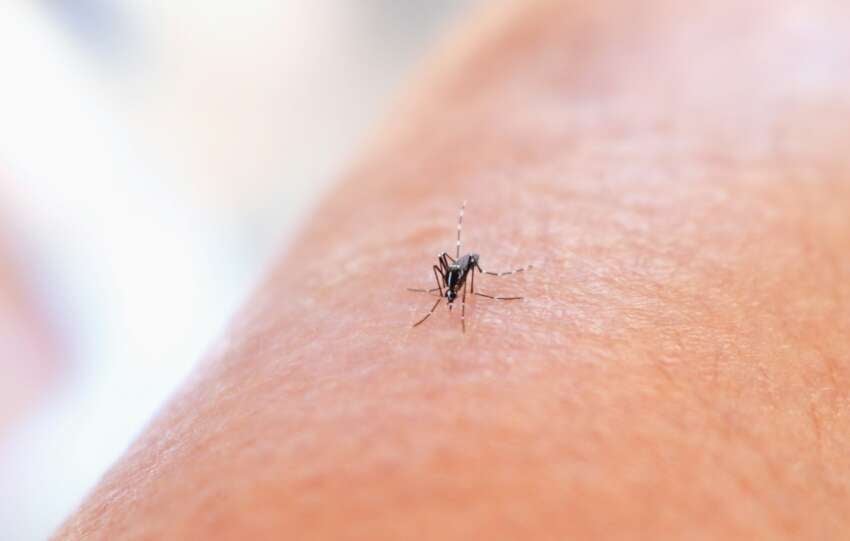 mosquito on skin