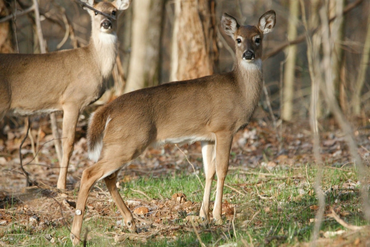 white tailed deer ohio