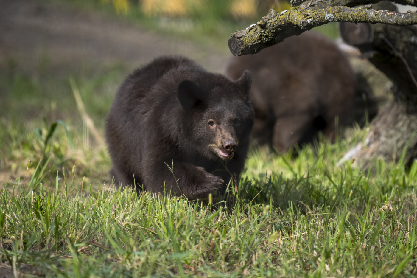 black bear cub