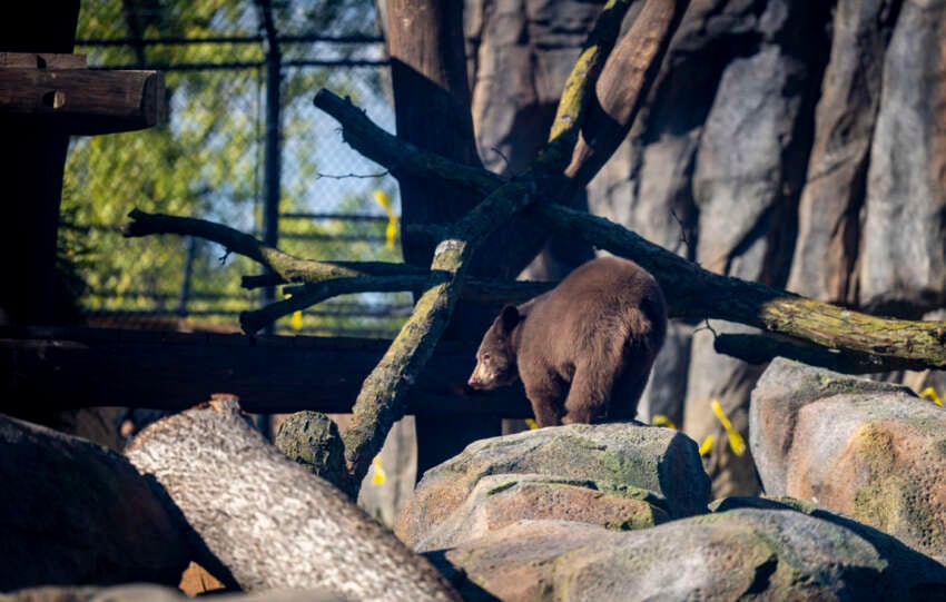 black bear cub on rocks