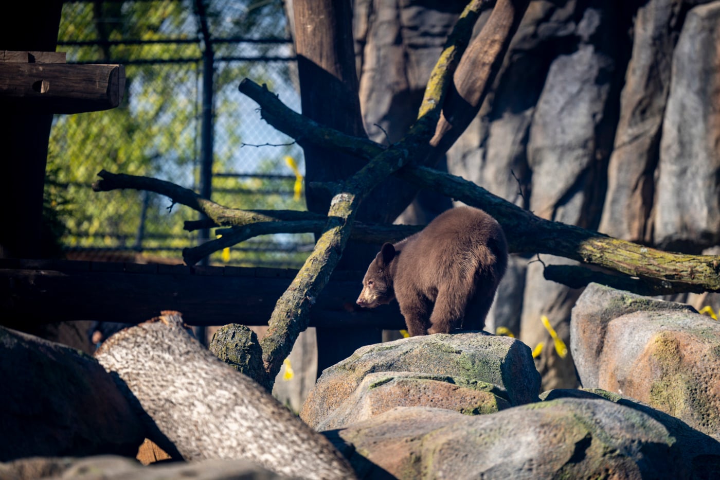 black bear cub on rocks