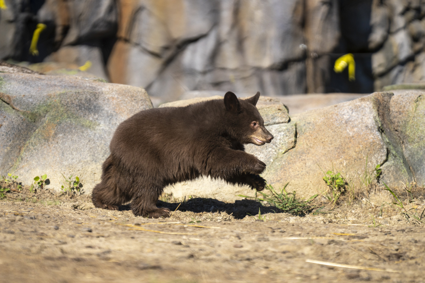 black bear cub