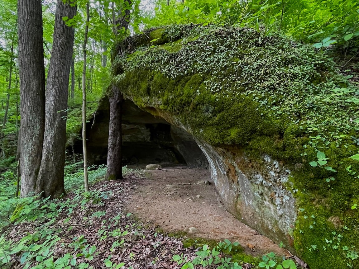 forest cave