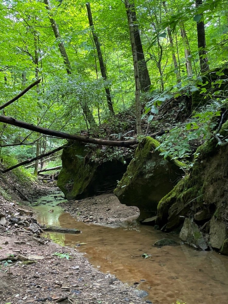 stream in woods