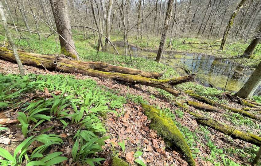 vernal pool