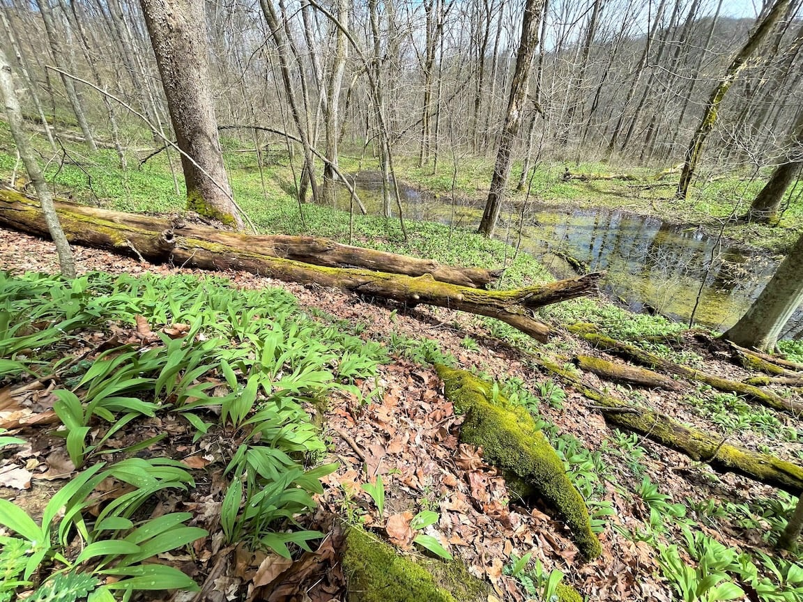vernal pool