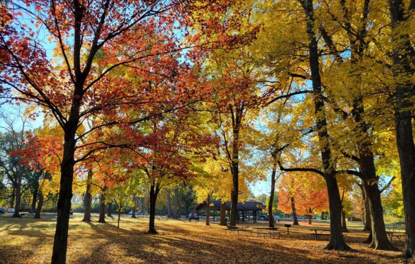 fall foliage at highbanks metro park