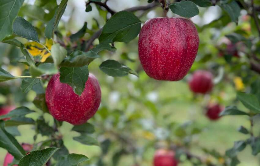 apples in orchard