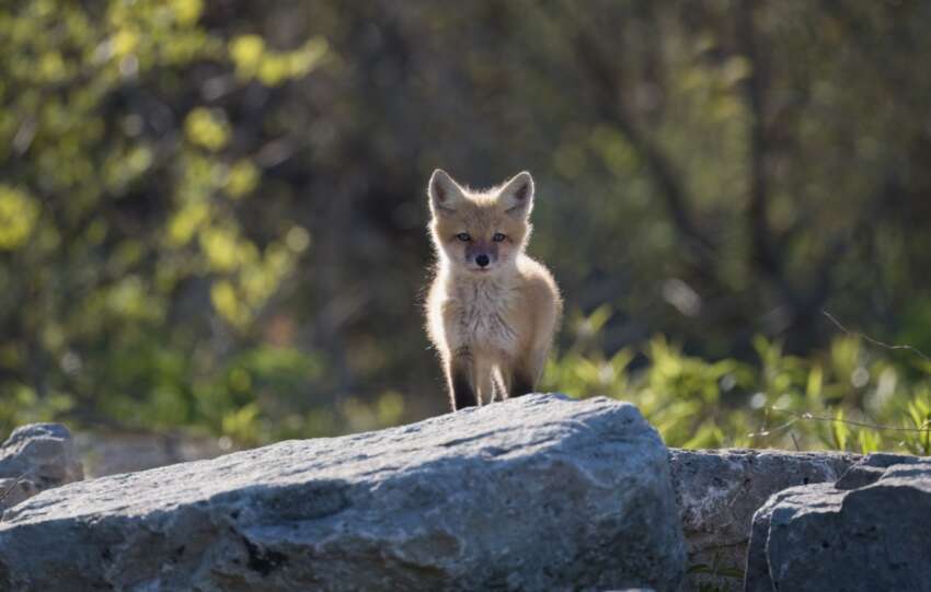 fox kit ohio parks