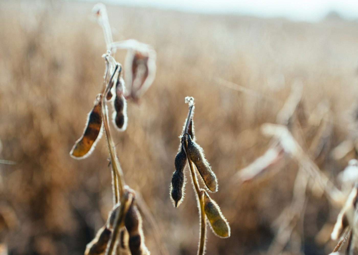 soybeans-in-fields-dry