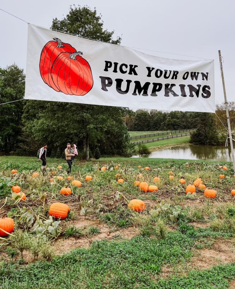 pumpkin patch timbuk farms