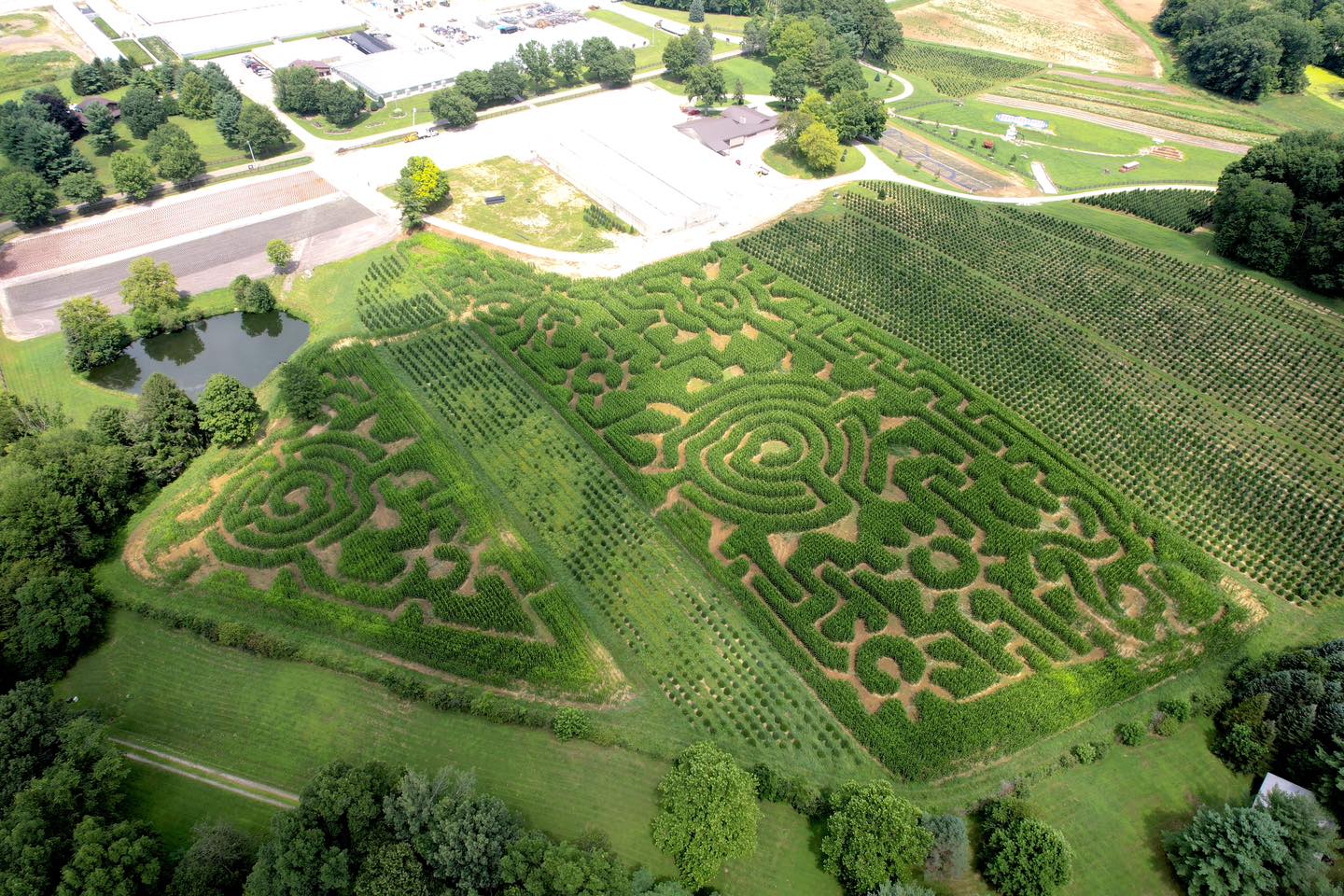 corn maze timbuk farms