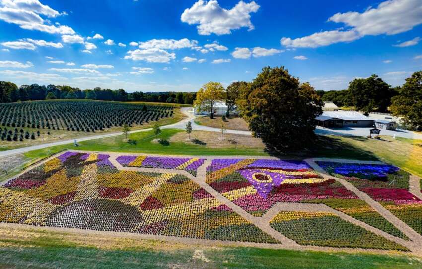 timbuk farms mums