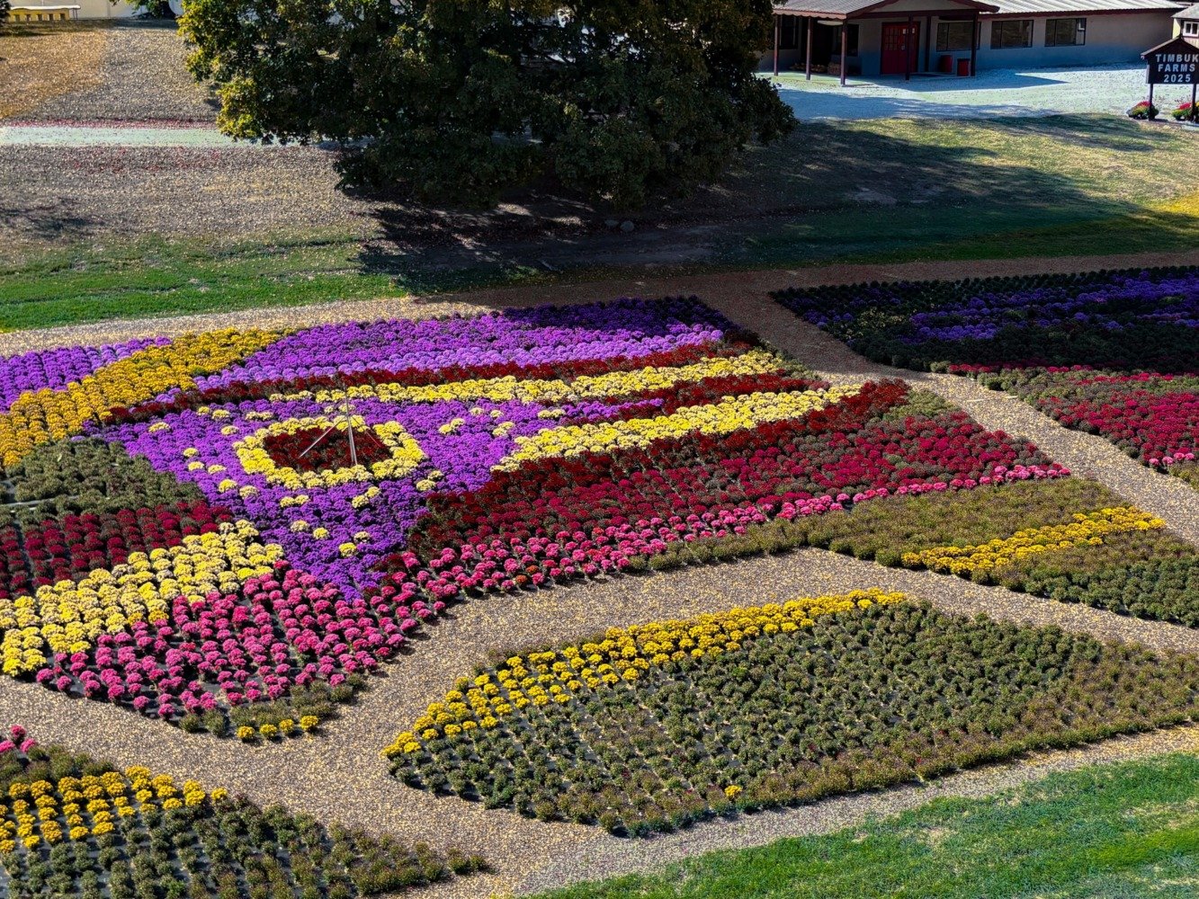 timbuk farms mums