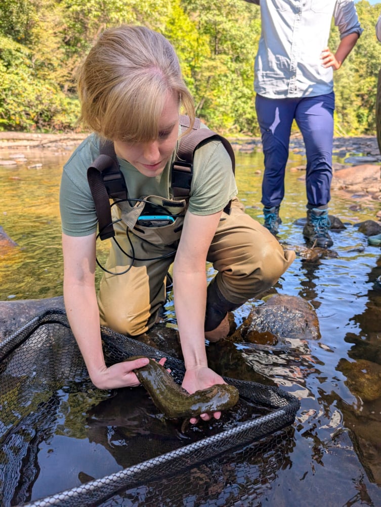 hellbender egg search