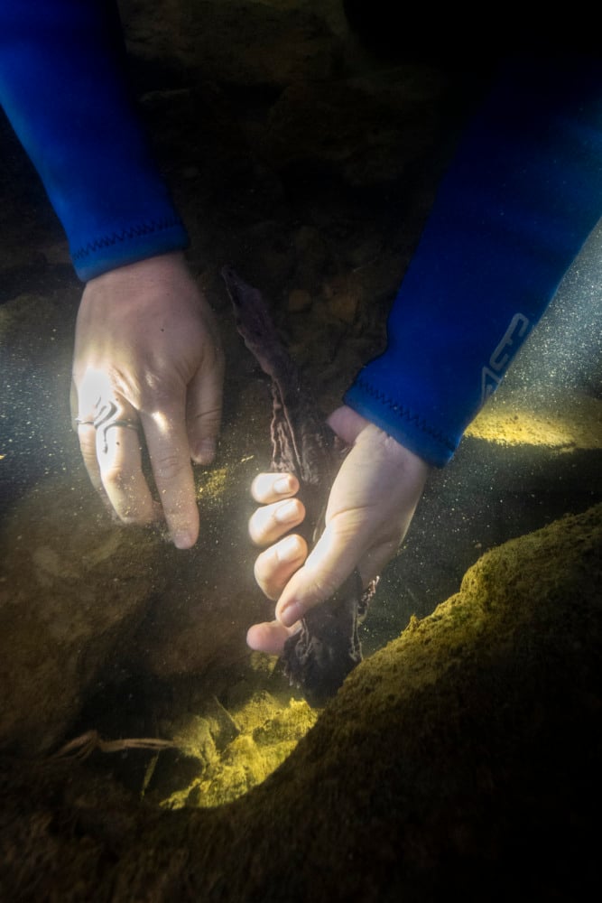 hellbender release ohio
