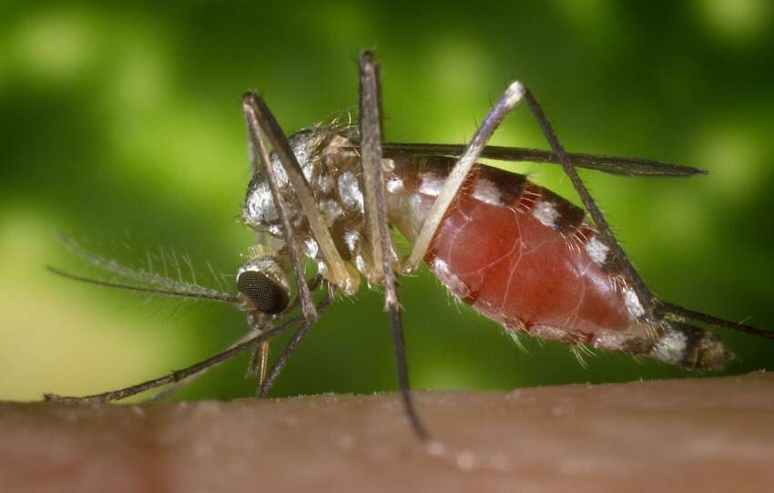 mosquito on arm