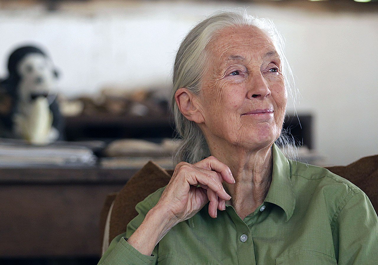 dr jane goodall