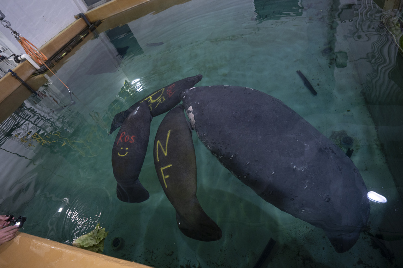 manatees columbus zoo