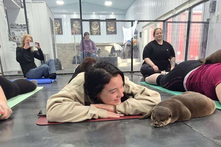 Otter Yoga Is The Cutest Fitness Activity You Can Book In Ohio 10 otter yoga